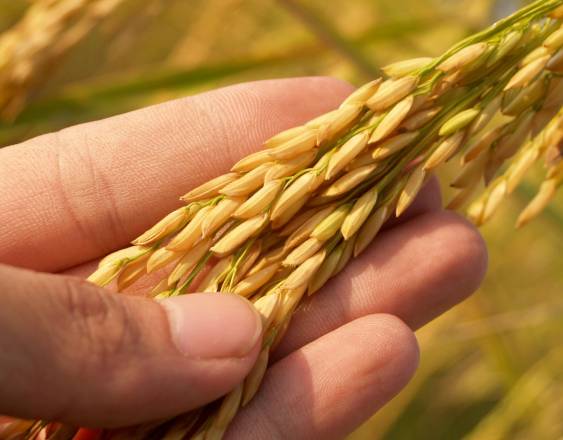 PEXELS | Una persona sostiene un racimo de arroz.
