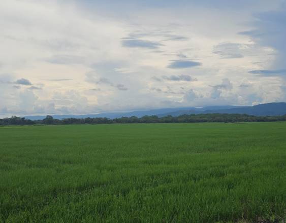 ISA asegura al menos 800 hectáreas de arroz en Panamá Este para proteger la producción local