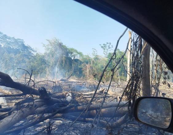 ANCÓN | Incendio y tala ilegal de árboles en selva protegida, a un lado de calle ilegal.