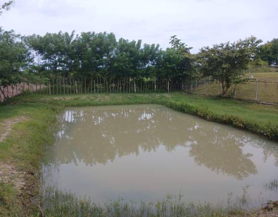 ML | Una finca afectada por inundaciones provocadas por las lluvias asociadas al fenómeno de El Niño.