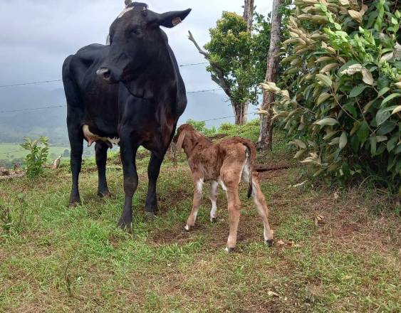 ML | La Encefalopatía Espongiforme Bovina (EEB) o ”enfermedad de las vacas locas” es un trastorno neurológico progresivo y mortal que destruye el cerebro y la médula espinal del ganado.
