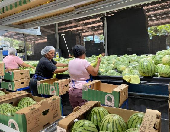 ML | Exportación de sandía y melón hacia Europa.