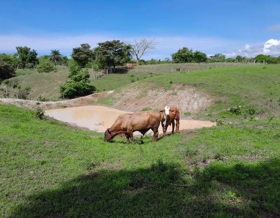 ml | Los abrevaderos construidos y rehabilitados por el Ministerio de Desarrollo Agropecuario para contrarestar el fenómeno de El Niño.