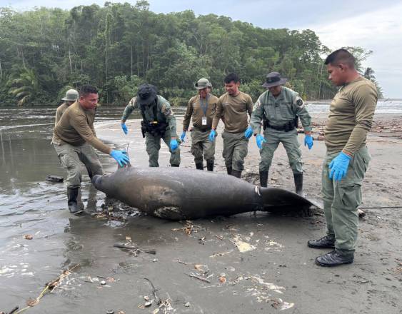 ML | Manatí sin vida.