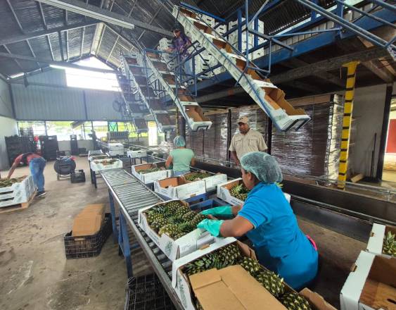 ML | La piña MD2 panameña continúa ganando espacio en mercados internacionales.