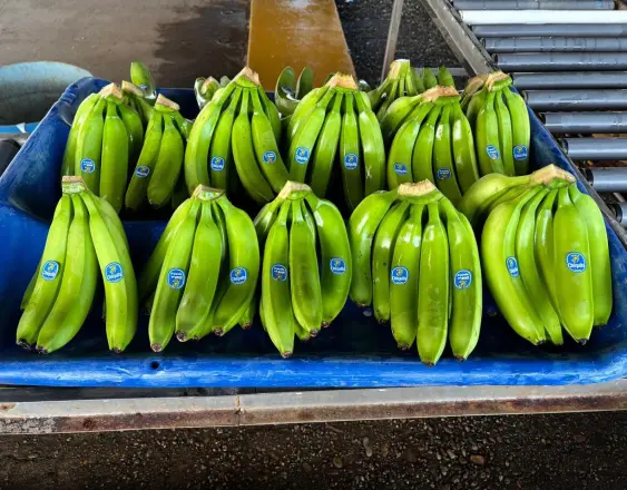 Chiquita Panamá inicia la primera cosecha de banano de 2026