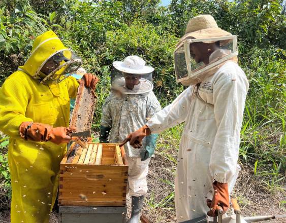 ML | Producción de miel en Panamá.