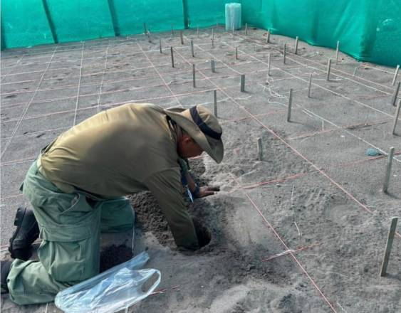 MiAmbiente reubica nido de tortuga lora para proteger 106 huevos en Chiriquí