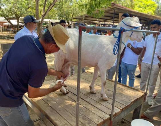 MIDA impulsa concurso de ordeño caprino en la Feria Internacional de Azuero