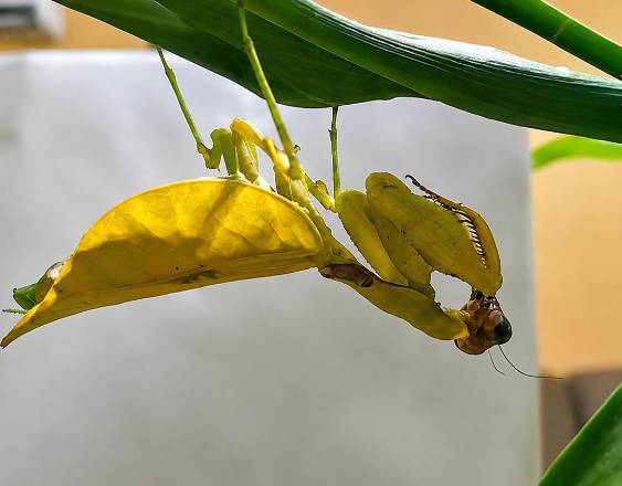 Cortesía | Una mantis religiosa Antemna rapax de color amarillo.
