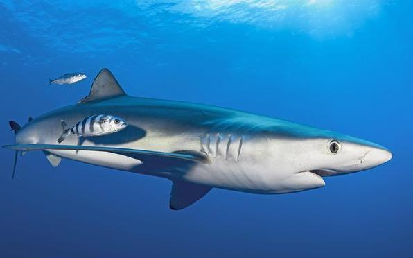 Científicos marcan por primera vez tiburones azules en Galápagos