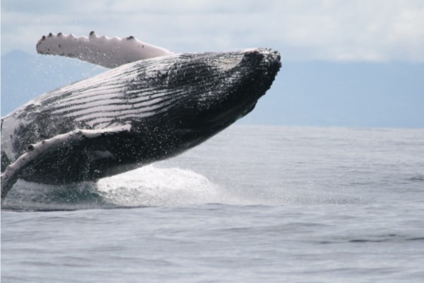 Avistamiento de cetáceos en Panamá y su potencial turístico