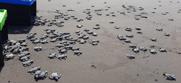 Liberan 1,720 neonatos de tortugas en playas de Colón