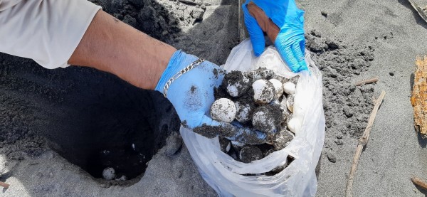 Más de un millón de tortugas marinas han nacido en playas de Panamá