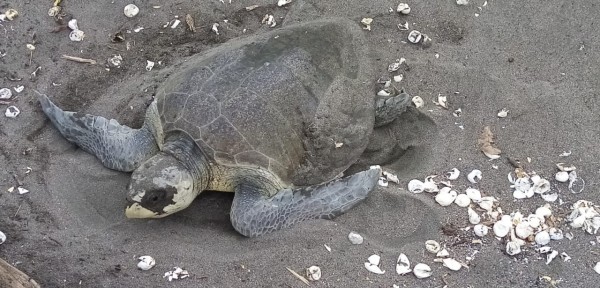 Unas 2,500 tortugas lora desovan en aguas santeñas