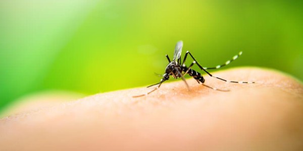 Minsa: Panamá no registra defunciones por dengue
