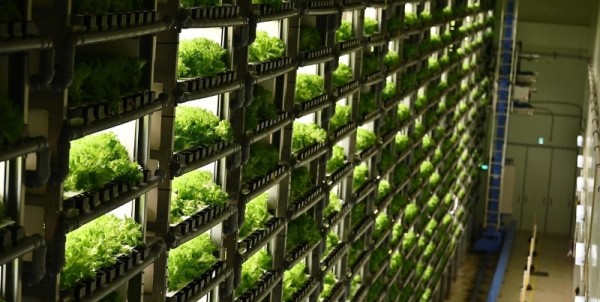 'Fábricas de verduras' en las ciudades de Japón para reemplazar al campo