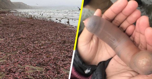 Miles de peces pene aparecen en una playa de California