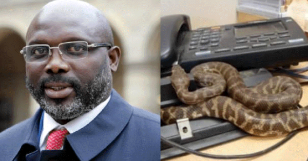 Dos serpientes impiden al presidente de Liberia George Weah entrar a su despacho