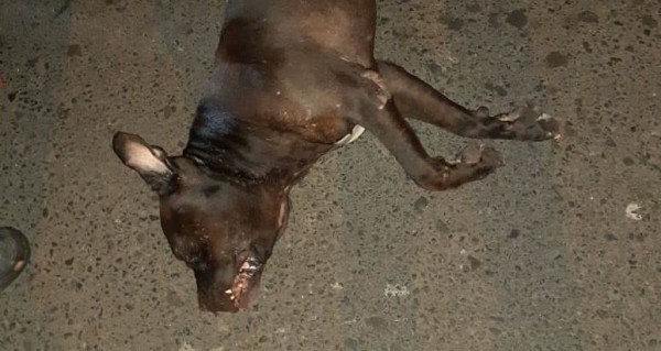 Uso de gas pimienta, que mató a perro, fue para evitar una posible agresión