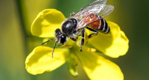 FAO insta a defender las abejas, aliadas claves para la lucha contra el hambre