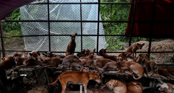 Rezos budistas para calmar a los perros callejeros en Birmania