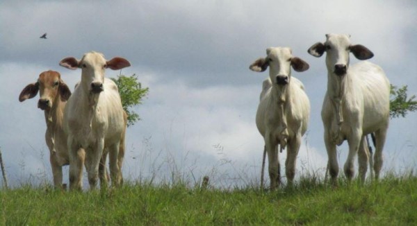 En Veraguas se reportan más de 40 casos de rabia paralítica bovina