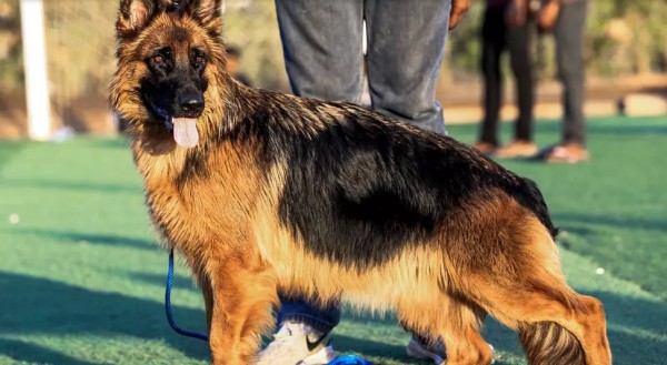 Fallece el primer perro que dio positivo en prueba de covid-19 en EEUU