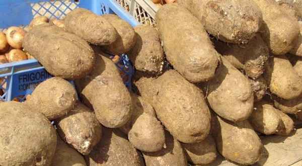 El contrabando, la importación y los precios del ñame afectan a los productores