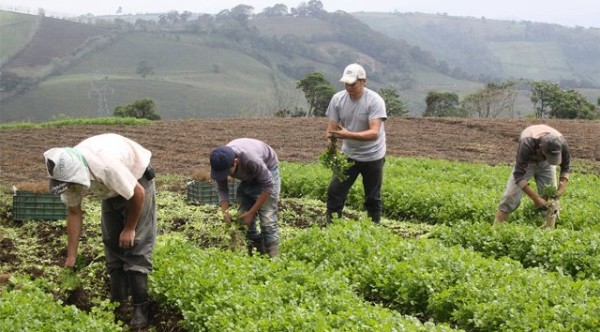 Más de 4,000 hectáreas de cultivos son afectados por sequía en Azuero