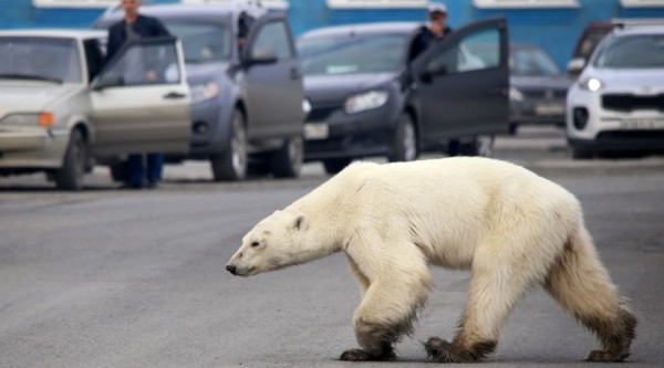 Capturan en Rusia a osa polar hambrienta que se alejó cientos de km de su hábitat