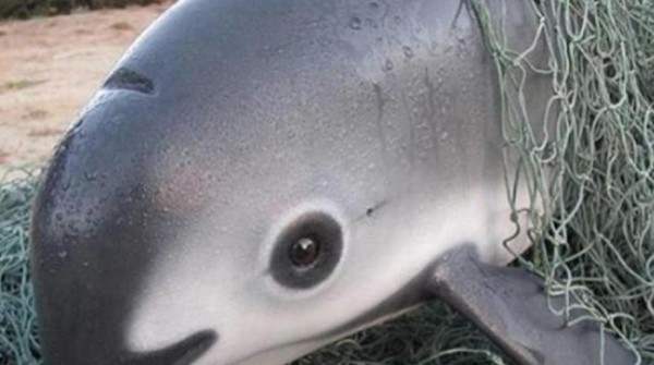 Ecologistas piden sanciones contra México por la casi extinción de la vaquita marina
