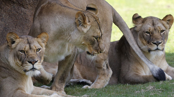 Catorce leones sueltos en Sudáfrica tras escaparse de un parque