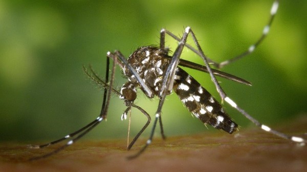Refuerzan operativos contra el dengue