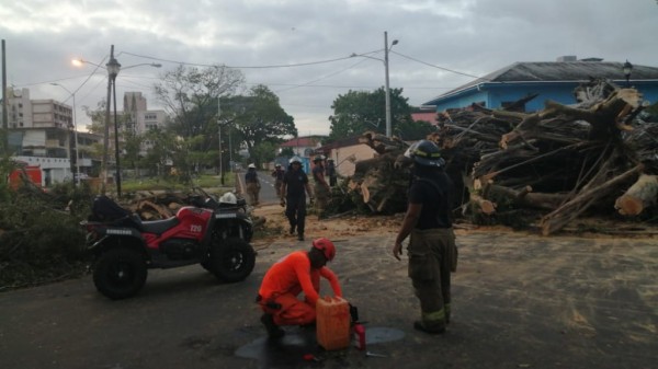 Remueven árbol que cayó cerca del Parque Sucre en Colón