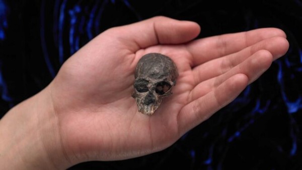 Antiguo cráneo de mono revela secretos de la evolución cerebral de los primates