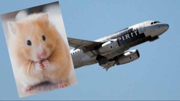Como le impidieron subir al avión con su hámster, lo lanzó al indoro
