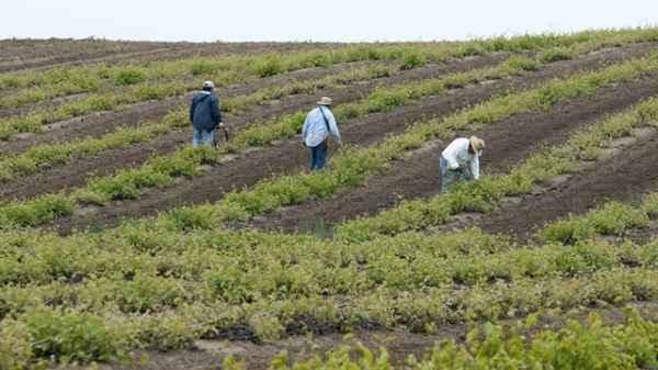 ML | Un grupo de productores en un campo agrícola en su jornada laboral. Chiriquí es una zona fértil y con condiciones agroclimáticas para la producción de hortalizas.