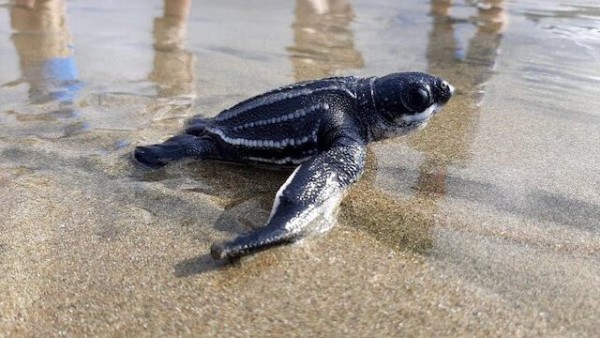 Nacen 38 tortugas marinas Laúd en la costa de Ecuador