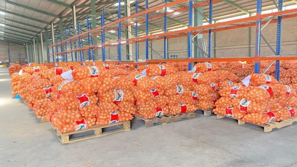 Agricultores de Natá entregan 77 mil quintales de cebolla