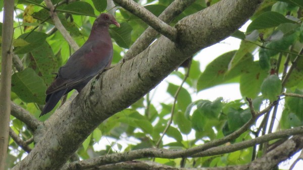 Registran nueva ave en Bocas