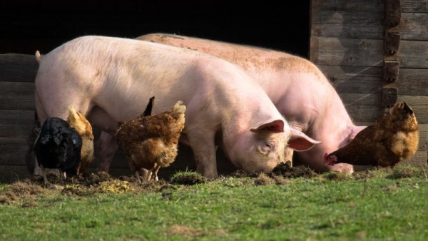 Encuesta: Existencia de ganado y cerdos aumentó en 2020
