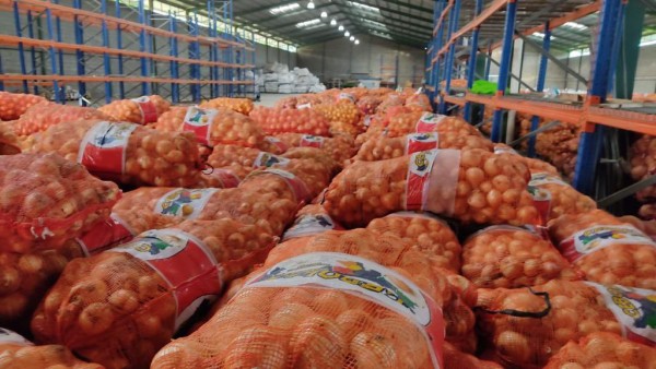 IMA recibe 13 mil bolsas de cebollas de productores de Coclé