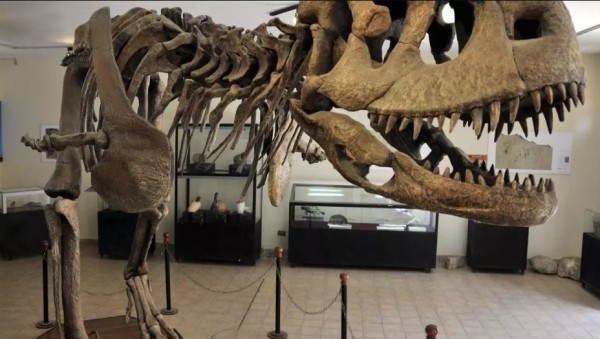 Los dinosaurios también tuvieron cáncer, dicen científicos