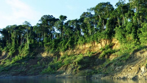 Comisión tendrá 90 días para investigar tala en la selva de Darién