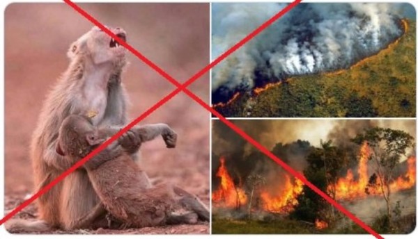 Fotos engañosas sobre los incendios que arrasan la Amazonia