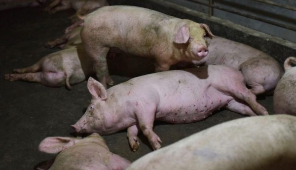 Decomisan e incineran carne de cerdo procedente de China, por temor a Peste Porcina
