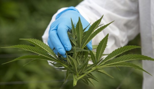 Farmacéuticos preocupados de que el cannabis se cultive en el país