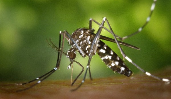 Autoridades confirman 656 casos de dengue en Panamá