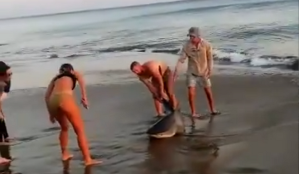 Liberan a tiburón que quedó atrapado con un anzuelo en Pedasí